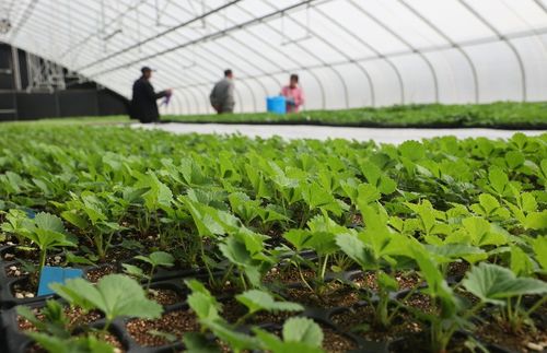 太空出差半年的農作物種子回家了，航天育種有何不同？