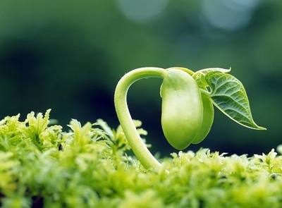 農作物生長的五大關鍵條件