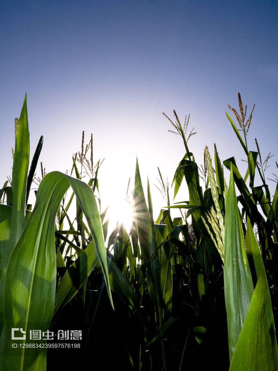高高的玉米地頂著夏日的陽光