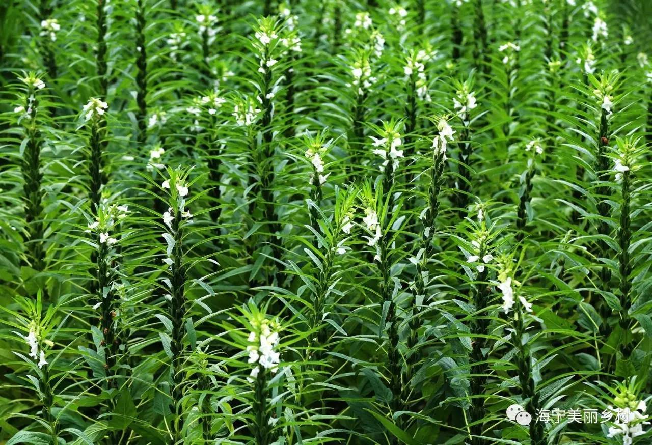 【上照時間】這些漂亮的農作物，你認識嗎？