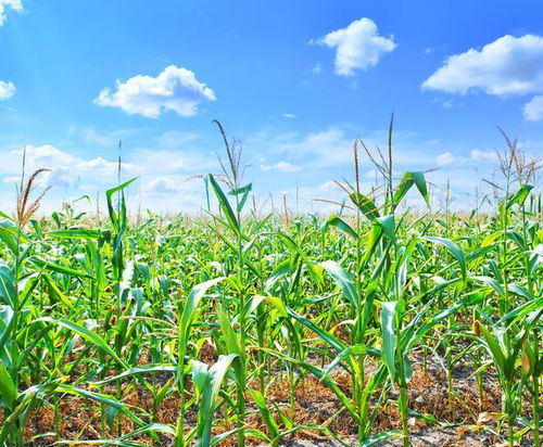 硝煙下的耕耘 俄烏沖突長期化背景下的赫爾松春耕與糧食安全挑戰