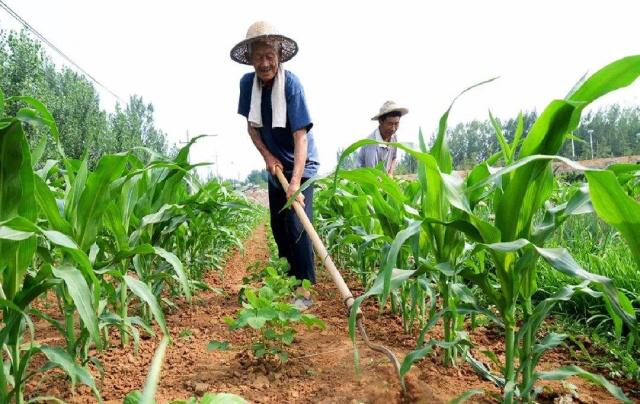 手工種植與機械種植的優缺點對比分析