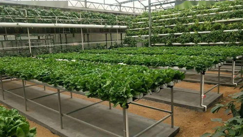 無土栽培 健康之選還是風(fēng)險之虞？