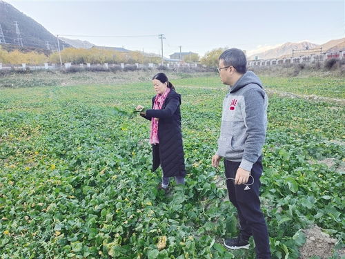 一粒良種 萬擔好糧 西藏探索農(nóng)作物高產(chǎn)高質(zhì)的“密碼”