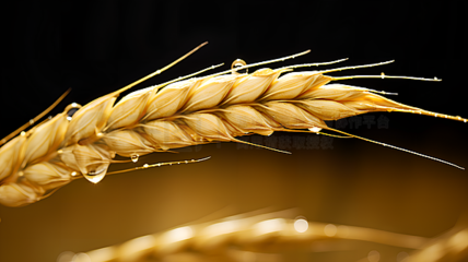 農(nóng)作物廣告素材寶庫 海量圖片免費(fèi)下載，助力農(nóng)業(yè)營(yíng)銷